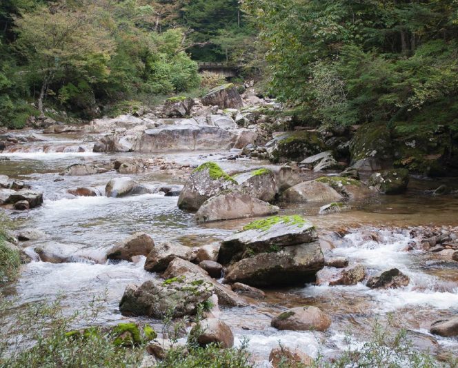 向こうの森は僕の足 place / wire