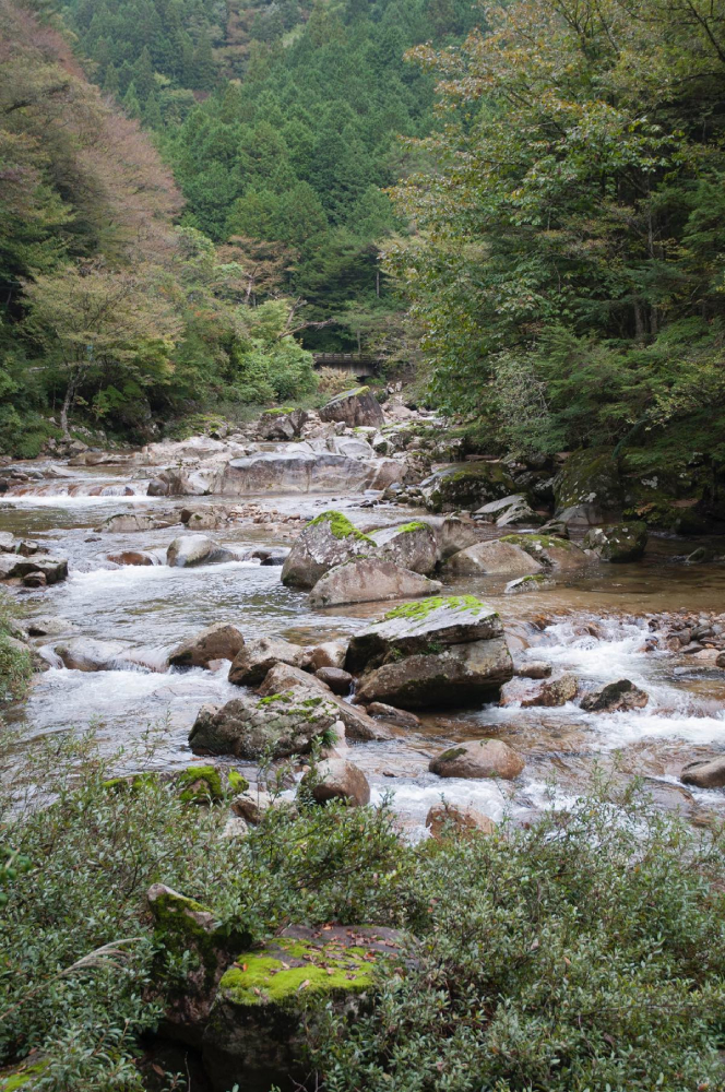 向こうの森は僕の足 place / wire